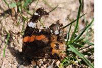 Vanessa atalanta