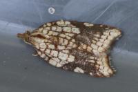 Acleris rhombana