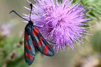 Zygaena filipendulae