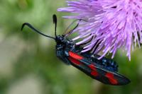 Zygaena filipendulae