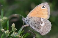 Coenonympha pamphilus
