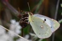 Colias crocea