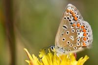Polyommatus icarus