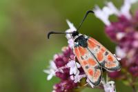 Zygaena carniolica