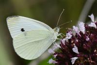 Pieris rapae