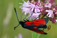 Zygaena filipendulae