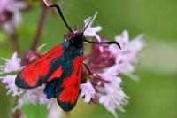 Zygaena filipendulae