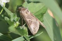 Autographa gamma