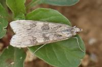 Nomophila noctuella