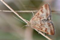 Pyrausta despicata