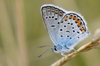 Plebejus argus