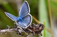 Plebejus argus