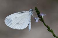 Leptidea sinapis