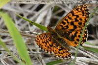 Boloria dia
