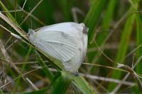 Pieris rapae