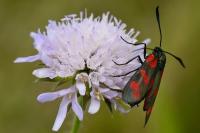 Zygaena filipendulae