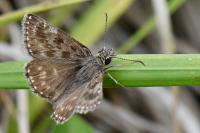 Erynnis tages