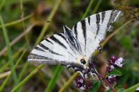 Iphiclides podalirius