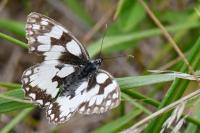 Melanargia galathea