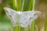 Scopula ornata