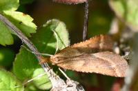 Synaphe punctalis