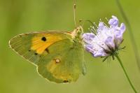 Colias crocea