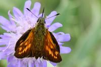 Ochlodes sylvanus