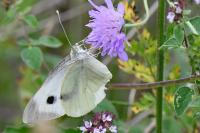 Pieris brassicae