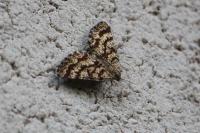 Ematurga atomaria