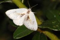 Cilix glaucata
