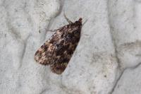Aglossa caprealis
