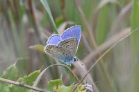 Polyommatus icarus