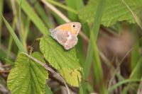 Coenonympha pamphilus