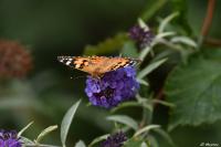 Vanessa cardui