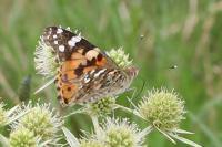 Vanessa cardui
