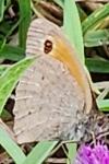 Maniola jurtina