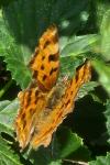 Polygonia c-album