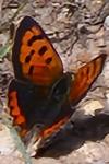 Lycaena phlaeas