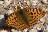 Issoria lathonia