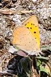 Lycaena phlaeas