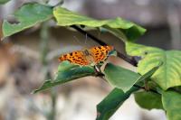 Polygonia c-album