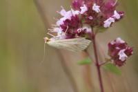 Sitochroa palealis