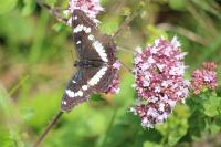 Limenitis reducta