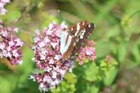 Limenitis reducta