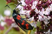 Zygaena filipendulae