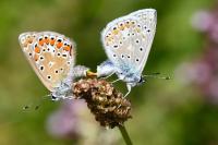 Polyommatus icarus
