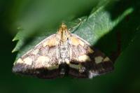 Pyrausta purpuralis