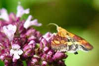 Pyrausta aurata