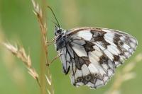 Melanargia galathea