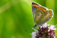 Aricia agestis